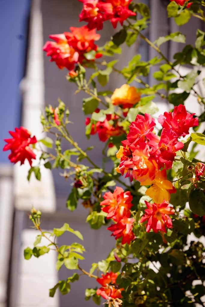 Orange and red blossoms captured in spring.