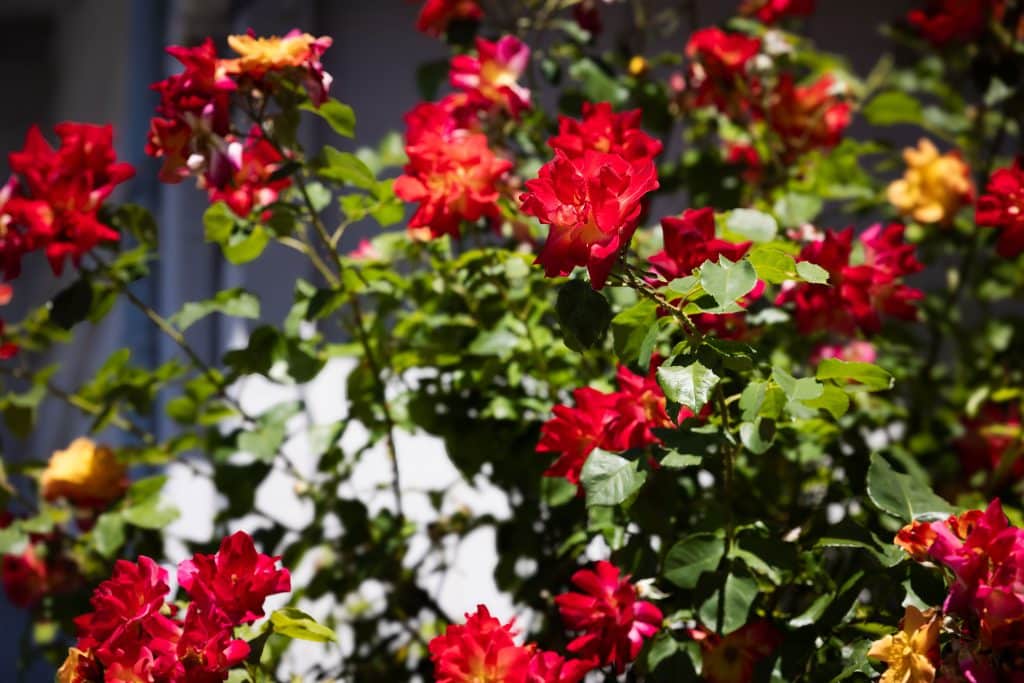 Cluster of bright red flowers in bloom.