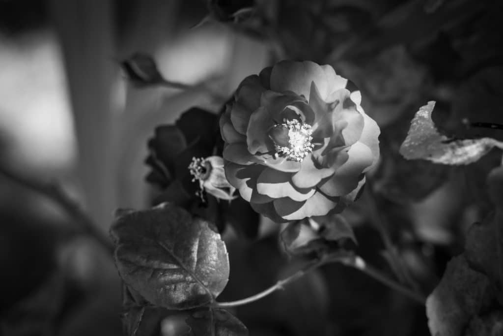 Black and white close-up of a flower blooming at Fort Victoria RV Campground