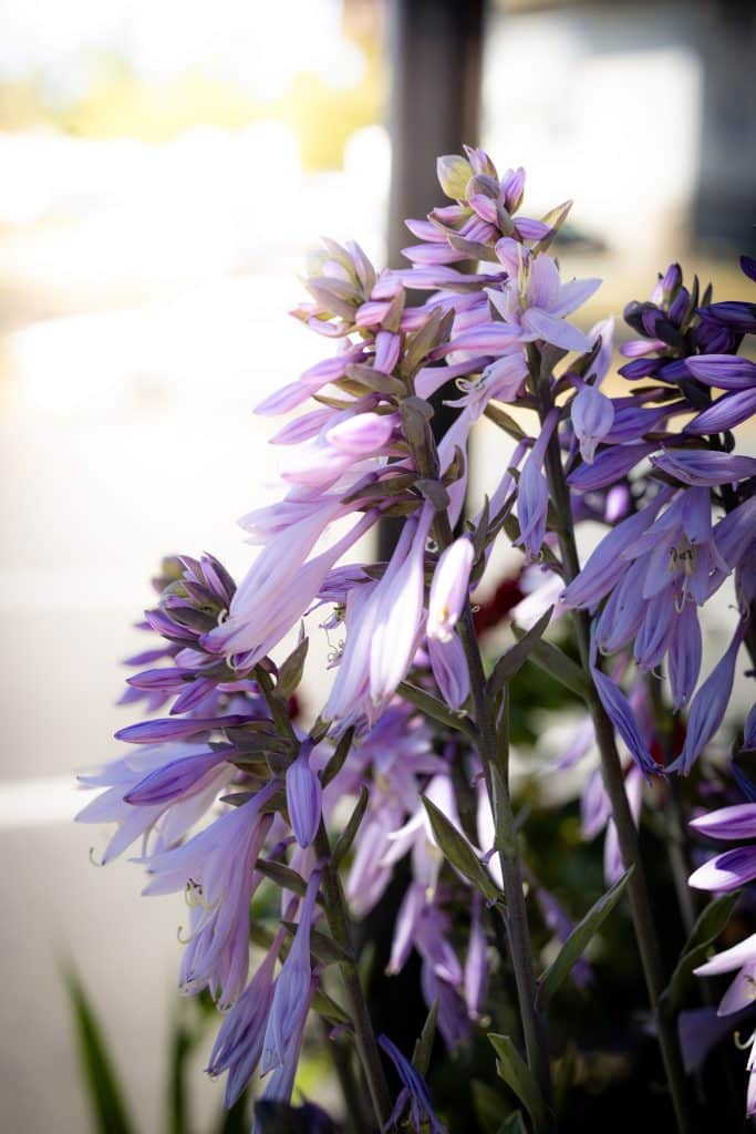 Close-up of purple wildflowers growing at Fort Victoria RV Campground