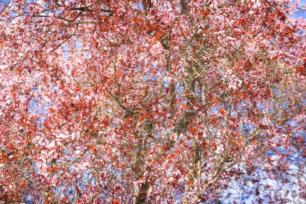 Blossoms Fort victoria