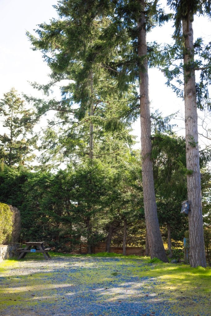 Forested area next to RV sites with tall trees and greenery.