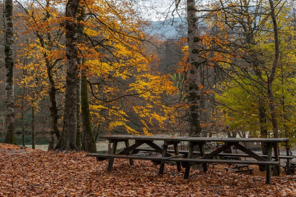 Wooden picnic tables surrounded by autumn trees in Victoria.